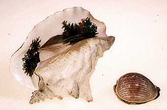 Shells, 1850-1890