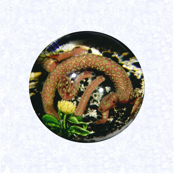 <B>Lampworked Salamander (top view)<BR>France<BR>Pantin (attributed), late-nineteenth century</B><BR>Diameter: 10.5 cm (4 1/8 inches)<BR>(702399)<BR><BR>Lampworked three-dimensional, brownish pink salamander with cream scales and green dots; on a sandy ground heavily mottled with dark green algae; yellow upright flower with green foliage