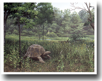exhibit of giant tortoise in interglacial climate