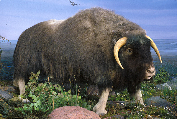muskox exhibit to illustrate change over time