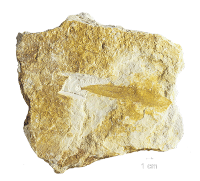 cretaceous plant fossil