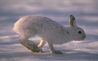 photograph of snowshoe hare