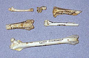 photograph of 
Snowshoe Hare Bones