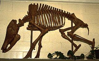 photograph of 
Long-nosed Peccary skeleton