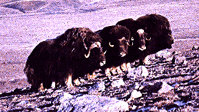 photograph of muskoxen