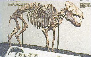 photograph of Long-nosed Peccary Skeleton