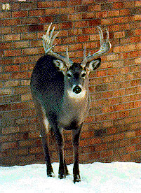 photo of deer