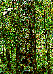 photo of oak trunk