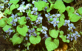 photo of violets