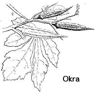 Okra