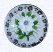 White ClematisFranceBaccarat, circa 1845-55Diameter: 6.5 cm (2 1/2 inches)(702270)Lampworked white clematis blossom with a white bud; blue and white center cane composed of star canes; nine green leaves and stem; encircled by a ring of alternating red and white millefiori canes; star-cut base