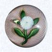 Lampworked White Camomile on Latticinio and Red GroundFranceSaint Louis, circa 1845-55Diameter: 6.5 cm (2 1/2 inches)(702334)Lampworked white camomile blossom with a white bud; blue center cane; four green leaves and stem; on a double swirl white latticinio ground with a translucent layer of red glass sandwiched between swirls