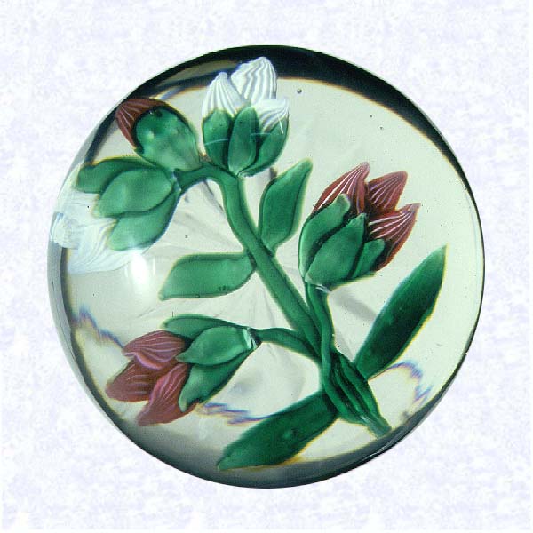 <B>Lampworked Clematis Buds<BR>France<BR>Baccarat, circa 1845-55</B><BR>Diameter: 7 cm (2 3/4 inches)<BR>(702425)<BR><BR>Flat lampworked bouquet of three reddish pink and two white clematis buds with green leaves and three stems crossed at base; star-cut base