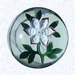 Lampworked Anemone BlossomFranceBaccarat, circa 1845-55Diameter: 7.3 cm (2 7/8 inches)(702430)Deeply cupped white and red lampworked anemone blossom with a white center cane; eleven green leaves and stem; star-cut vase