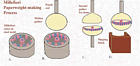 This graphic illustrates the process of making a paperweight containing millefiori canes.Step A: Slices of canes are arranged in a pattern in a concave steel. moldStep B: A gather of molten glass is lowered onto the mold and picks up the preheated canes.Step C: The first gather is turned upright; a second gather of clear glass is attached to form the dome; The gather is clipped off the pontil with shears. Step D: The gather is turned over; the dome is shaped and smoothed in a wooden block. The paperweight will be cut off the remaining pontil rod and the base smoothed or pattern-cut.