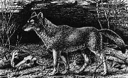 Dire Wolf drawing by Larson